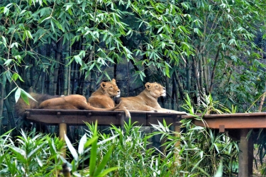 Сиднейский зоопарк «Таронга»