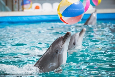 Дельфинарий «Морской оазис»