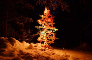 Новогодняя ночь в лесу