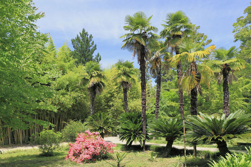 Сухумский ботанический сад пальмы