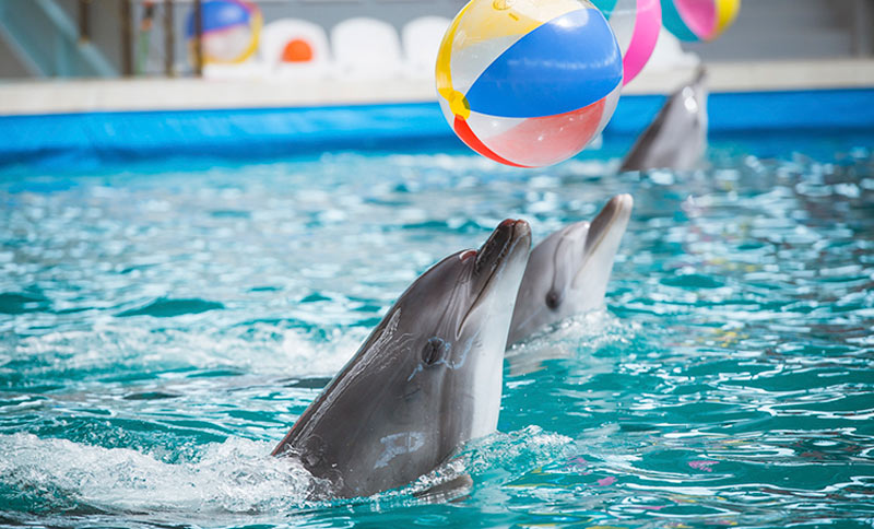 Дельфинарий «Морской оазис»