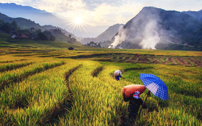 Желающих поработать в свой отпуск на грядках ждут фермы Вьетнама