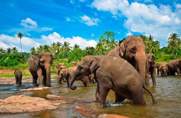 Туры и отдых на Шри-Ланке