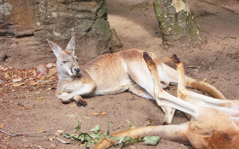  Сиднейский зоопарк «Таронга»