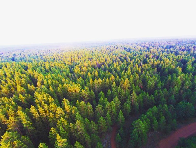 Леса в национальном парке Бузулукский бор