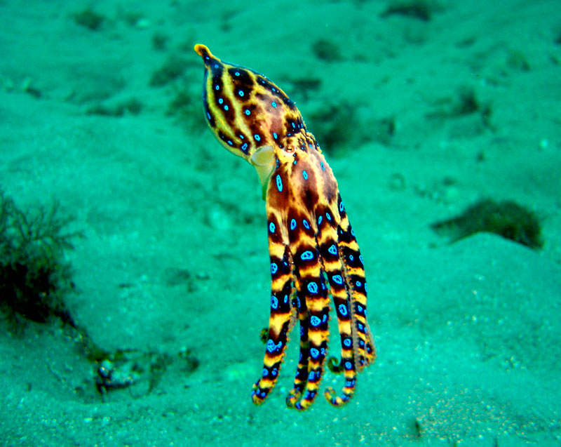 Blue ringedoctopus