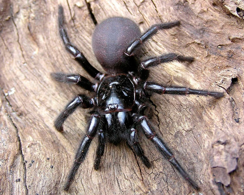 сиднейский паук